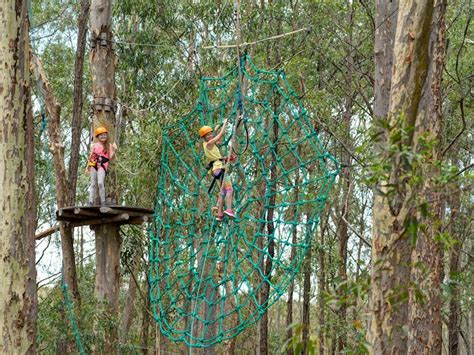 treetops gosford|Treetops Adventure Central Coast